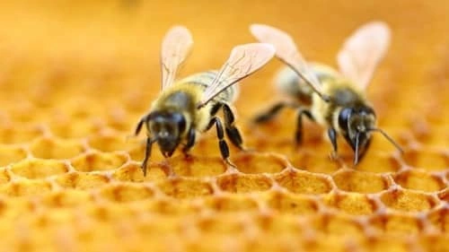 Kill Honey Bees
